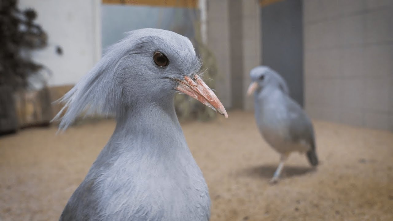 Zoo Praha má dva nové krasavce - kagu chocholaté