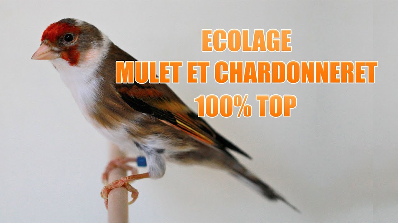 Ecolage pour chardonneret et mulet [HQ]
