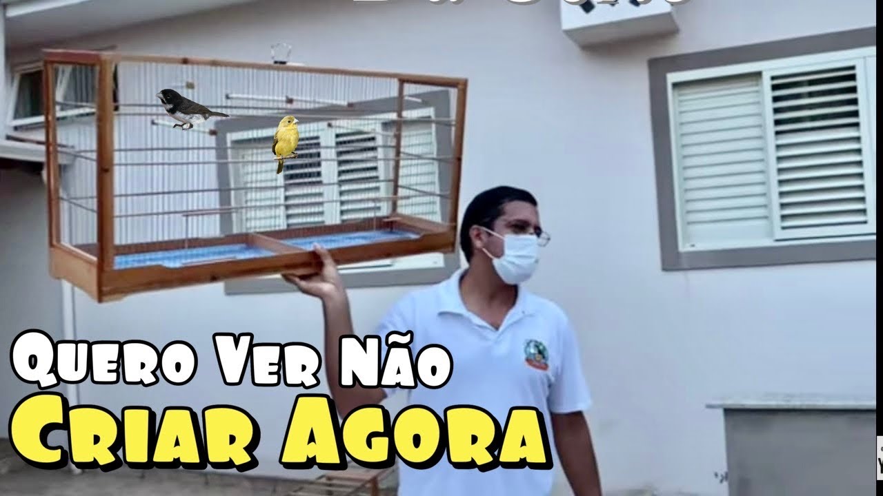 CASAL DE COLEIRO NA MESMA GAIOLA PARA TIRAR FILHOTES DA RESULTADO?