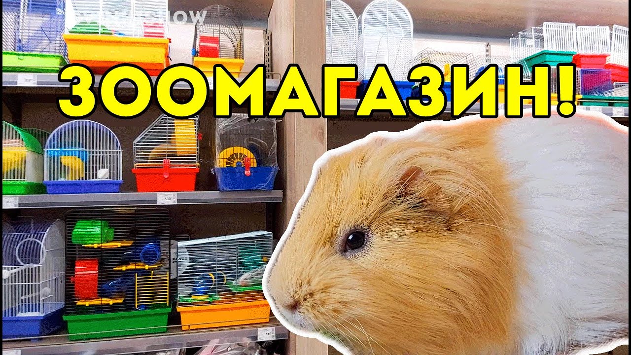 ЗООМАГАЗИН и ЗООПОКУПКИ для наших морских свинок SvinkiShow