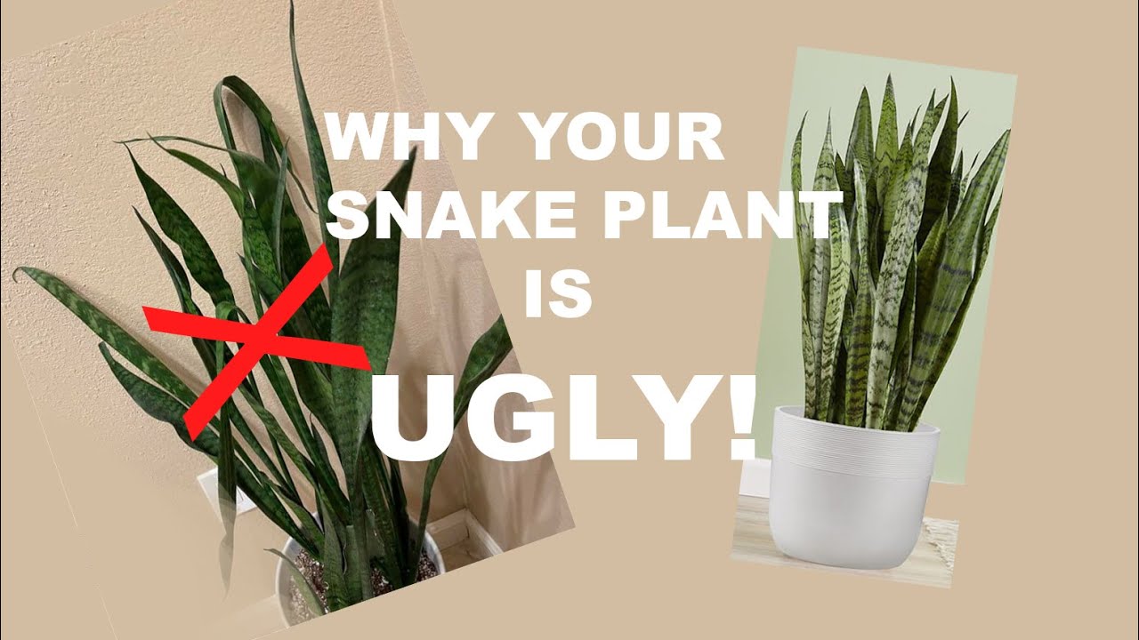 Stop Making These Snake Plant Mistakes!