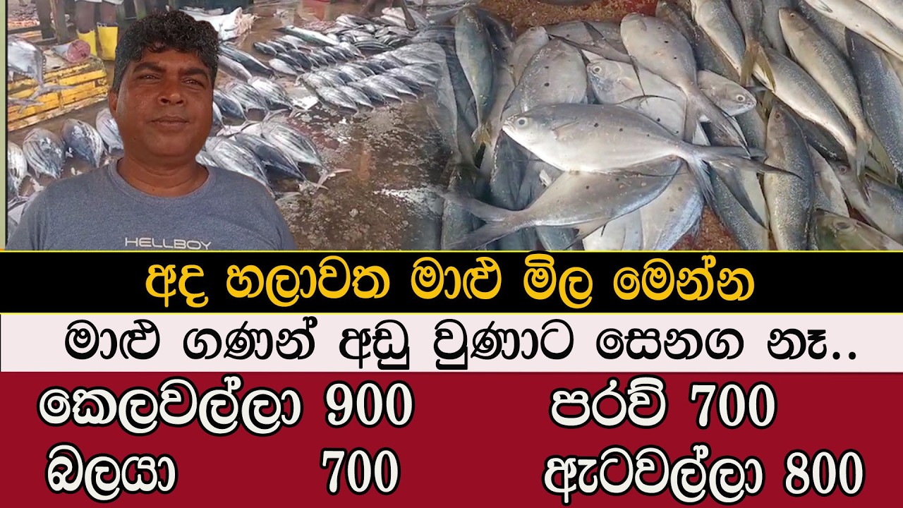 අද හලාවත මාළු මිල මෙන්න #mojonewslk #trending #fish #chilaw