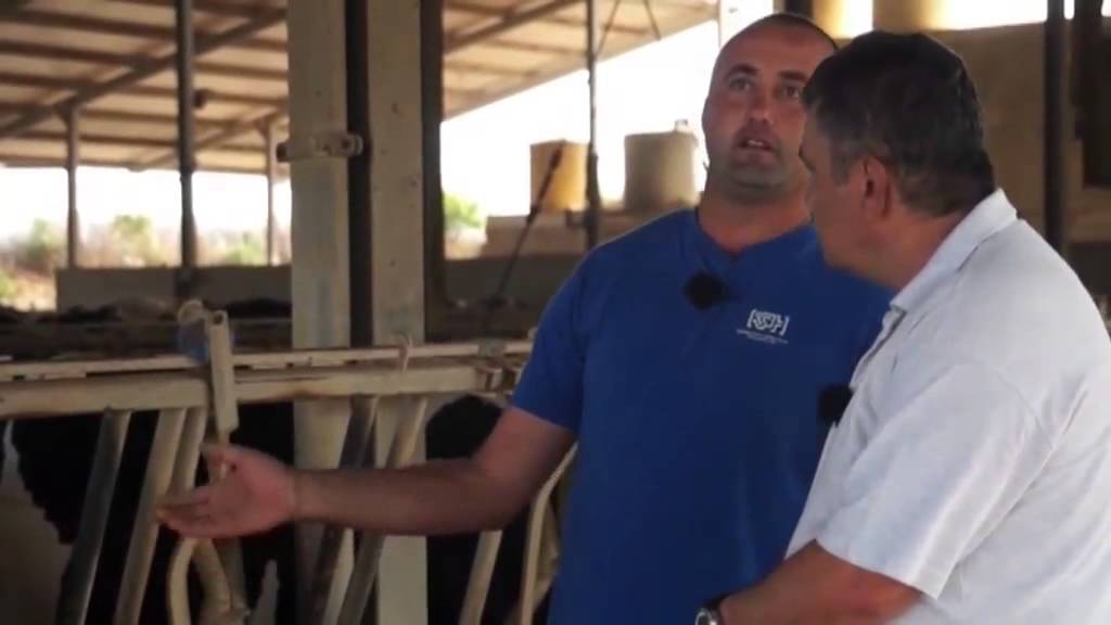 Gozo Cow Farm