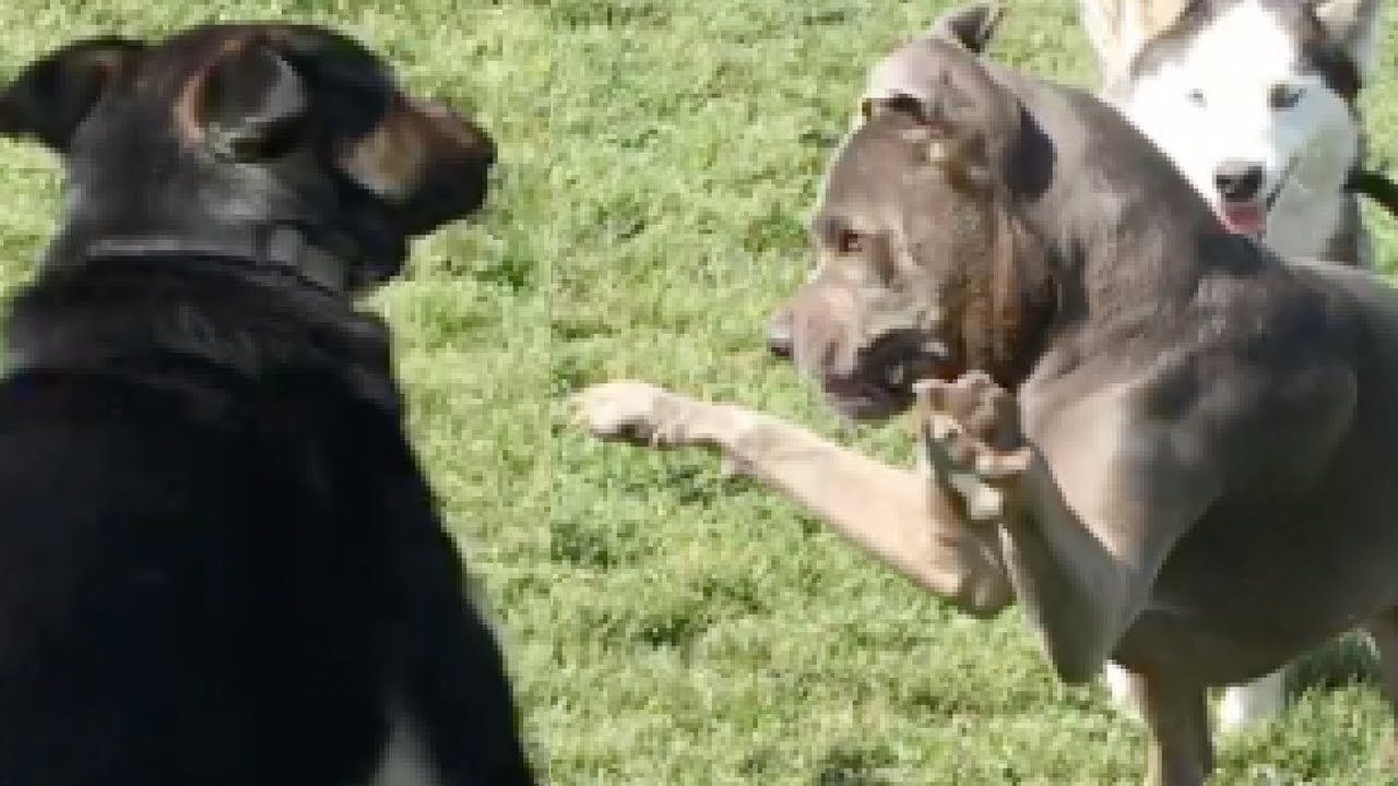 Three Things That Can Upset Dogs at the Dog Park