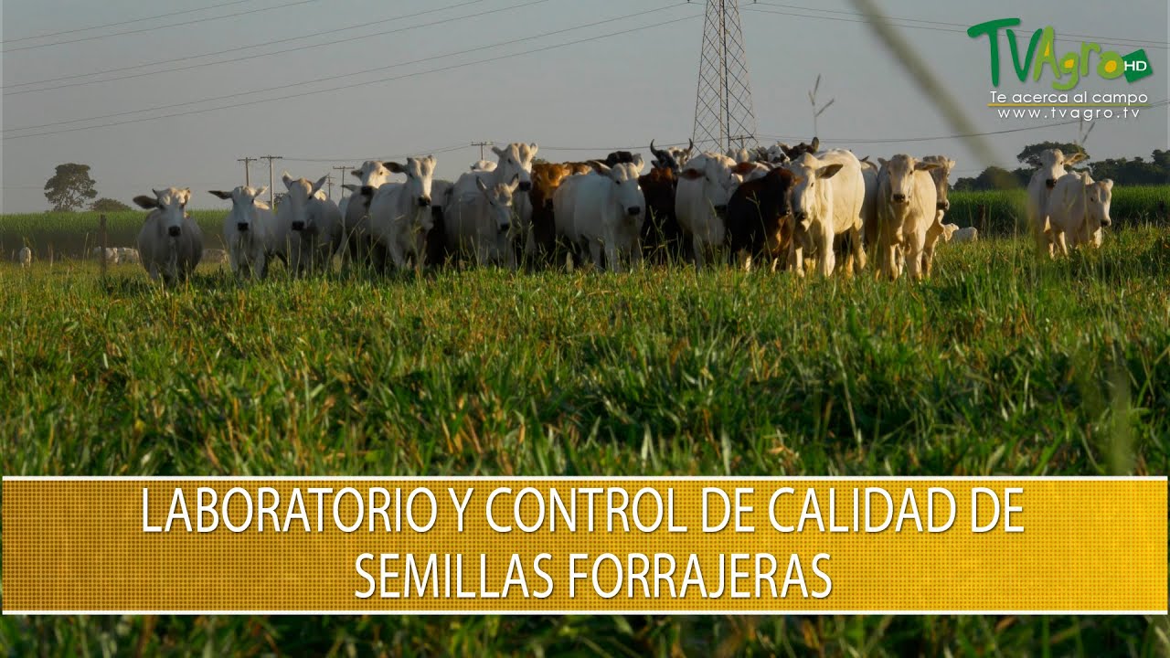 Laboratorio y Control de Calidad de Semillas Forrajeras- TvAgro por Juan Gonzalo Angel Restrepo