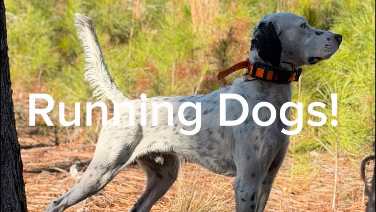 Running Dogs!