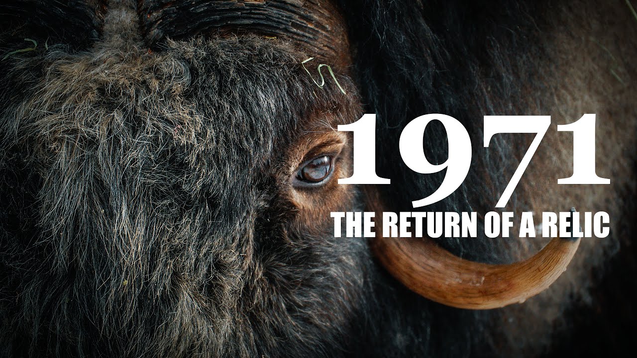 The Return of a Relic - The Muskox are back
