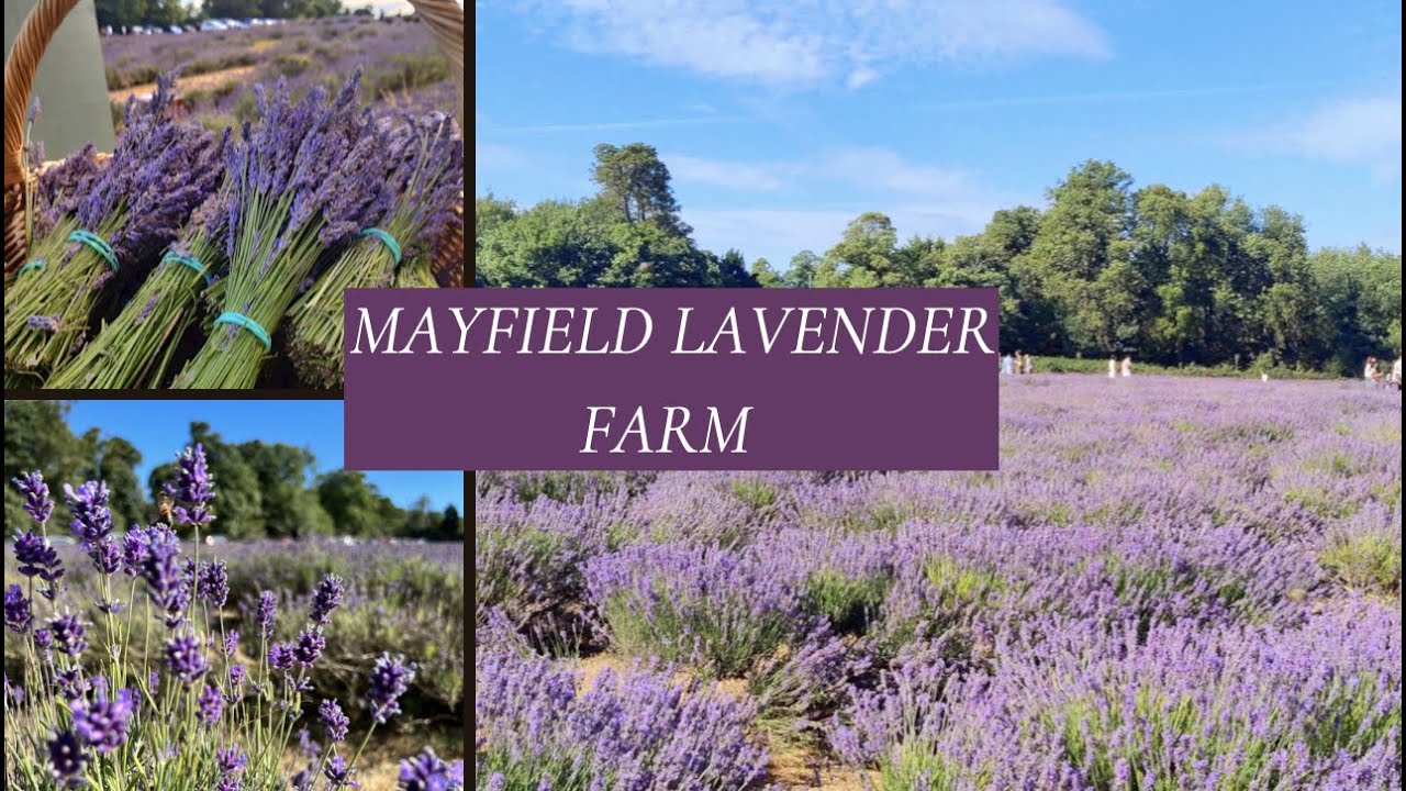 Visit to Mayfield Lavender Farm UK | Trip to Mayfield Lavender Farm | anithajaganskitchen