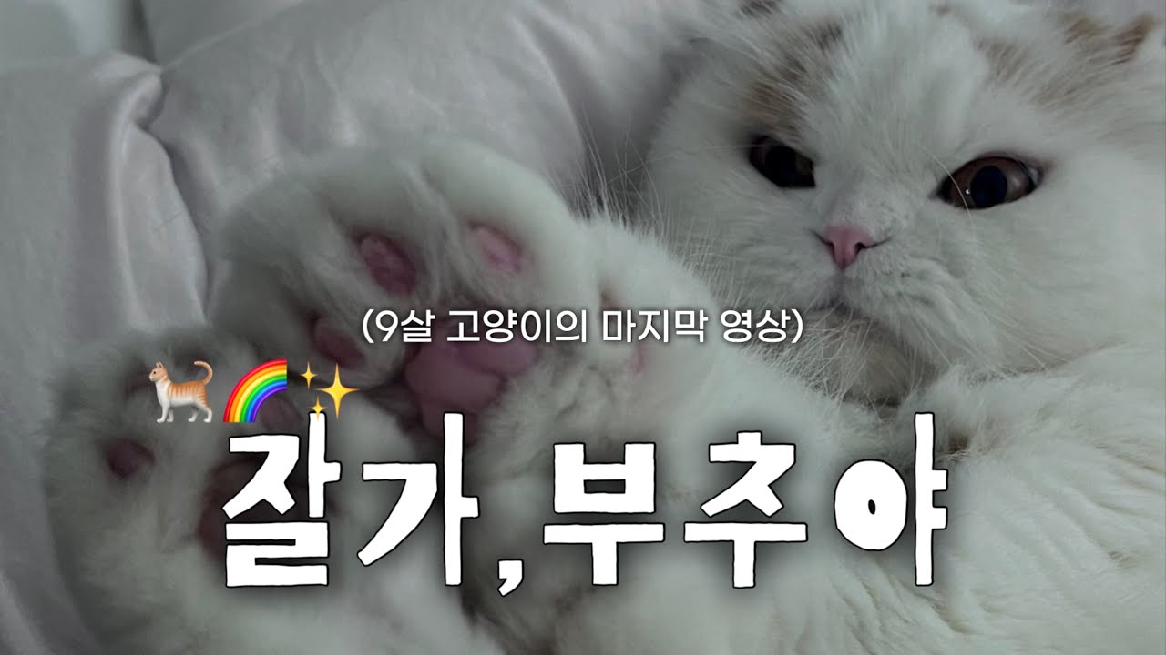 [vlog]내 전부였던 부추의 마지막 영상