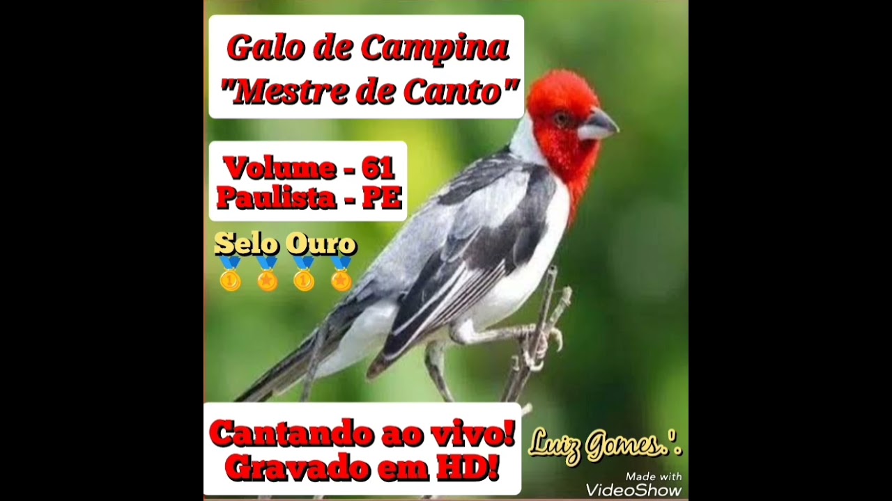 Galo de Campina 