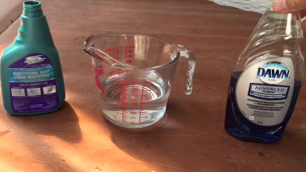 CRAZY APHID ISSUES: DIY APHID AND BUG SPRAY FOR ORCHIDS AND OTHER PLANTS