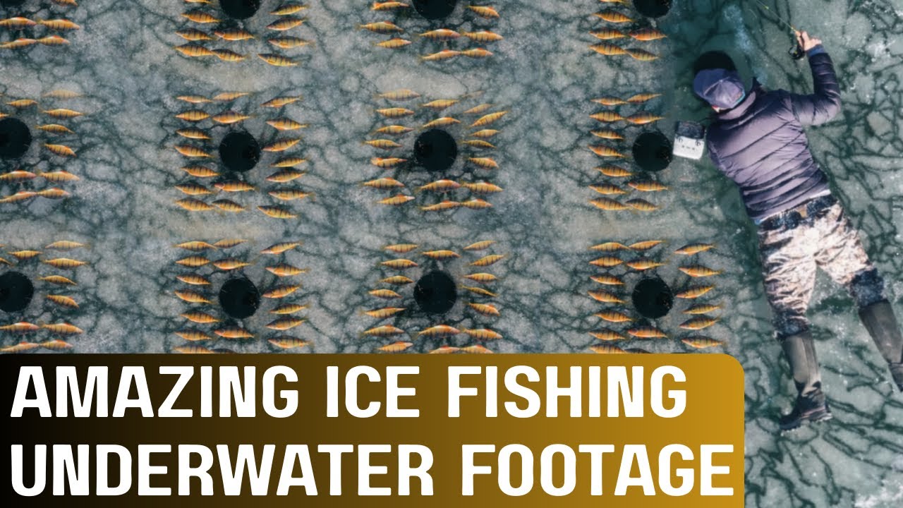 Ice Fishing for Invasive Yellow Perch: Underwater Footage/Catch and Cook (Fish Lake Utah)