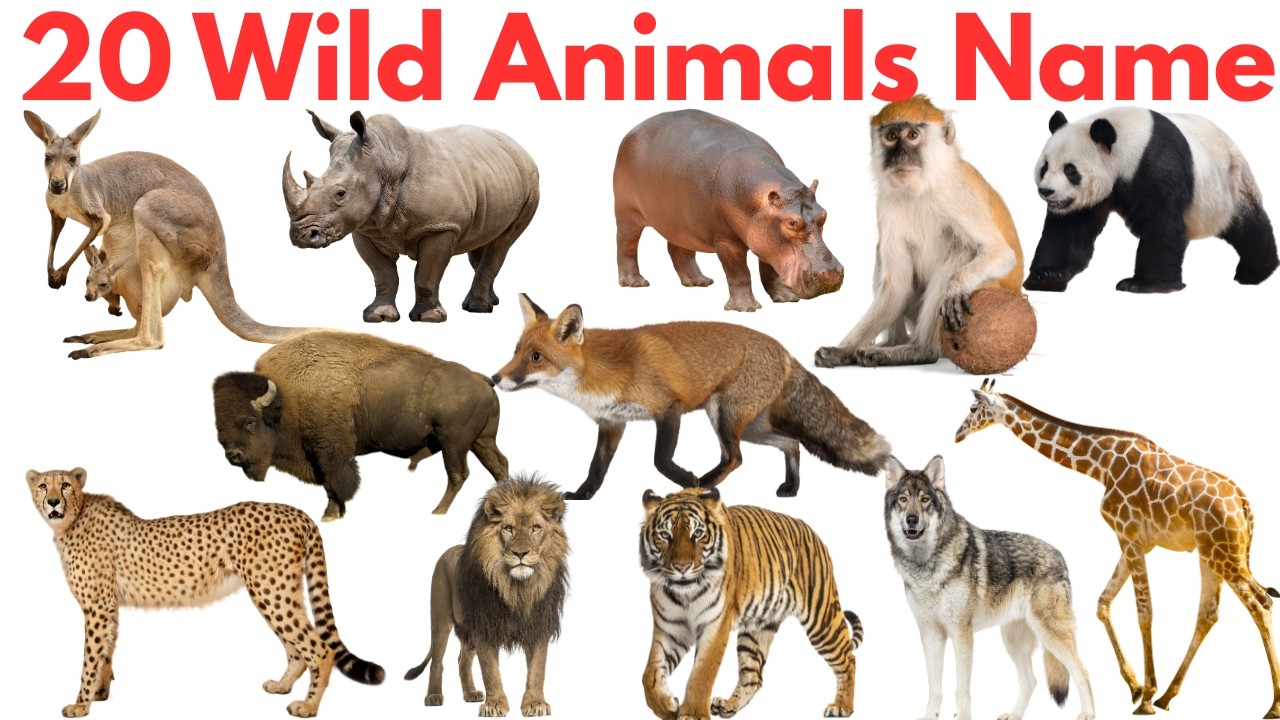20 जंगली जानवरों के नाम सीखें बच्चों के लिए | Learn 20 Wild Animals Names in Hindi and English