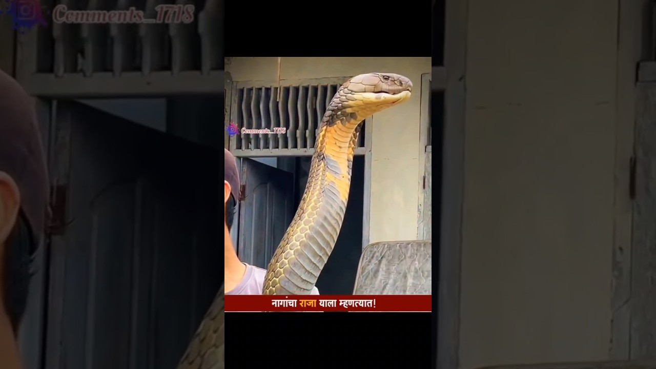 Marathi Comments Reading pt 737 🤣 | Instagram Marathi Reels Comments Reading | #shorts