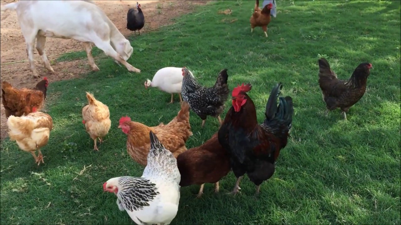 Chicken Hen Rooster Cock Bird