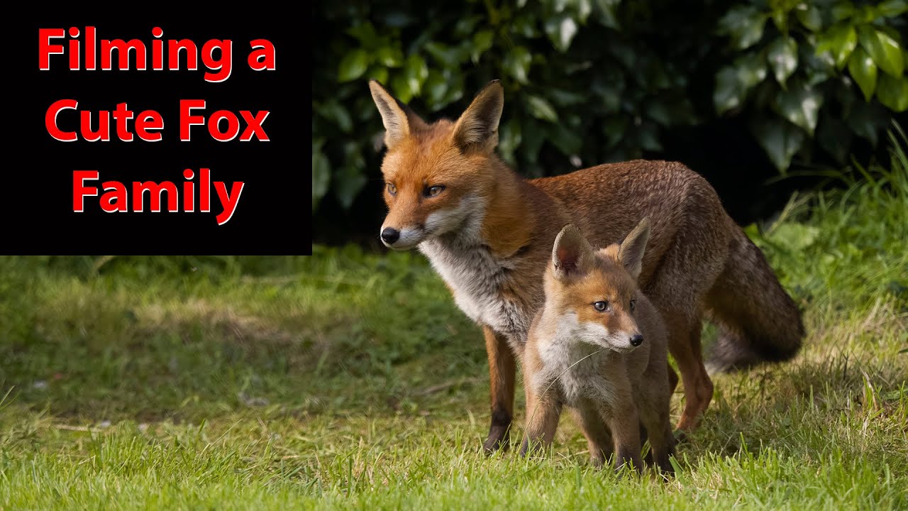 Filming fox cubs in a cemetery.