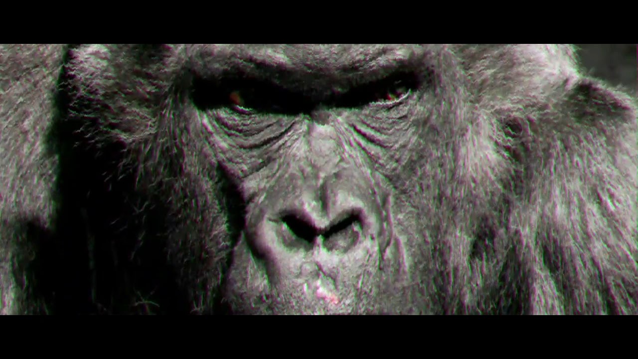 Gorilles (Tiks x 3.d.z.) | Prod by @moustaonthetrack