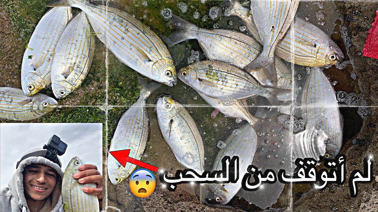 هجوم سمكة الحلامة من جديد 🔥 لم أتوقف من السحب اليوم كله !!!