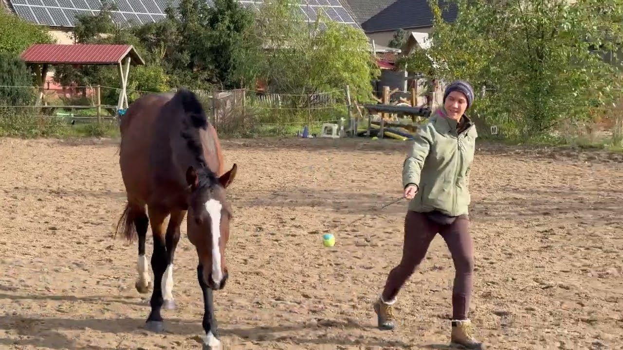 Freiraum-Training live – sieben Pferde, sieben Wege, ein gemeinsames Ziel
