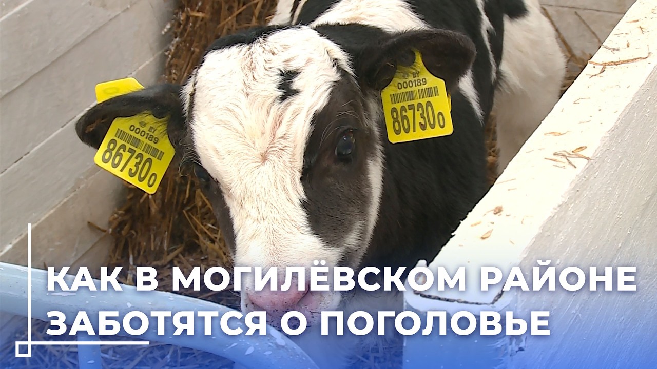 Прокуратура Могилёвской области проверяет предприятия АПК для сохранности КРС зимой
