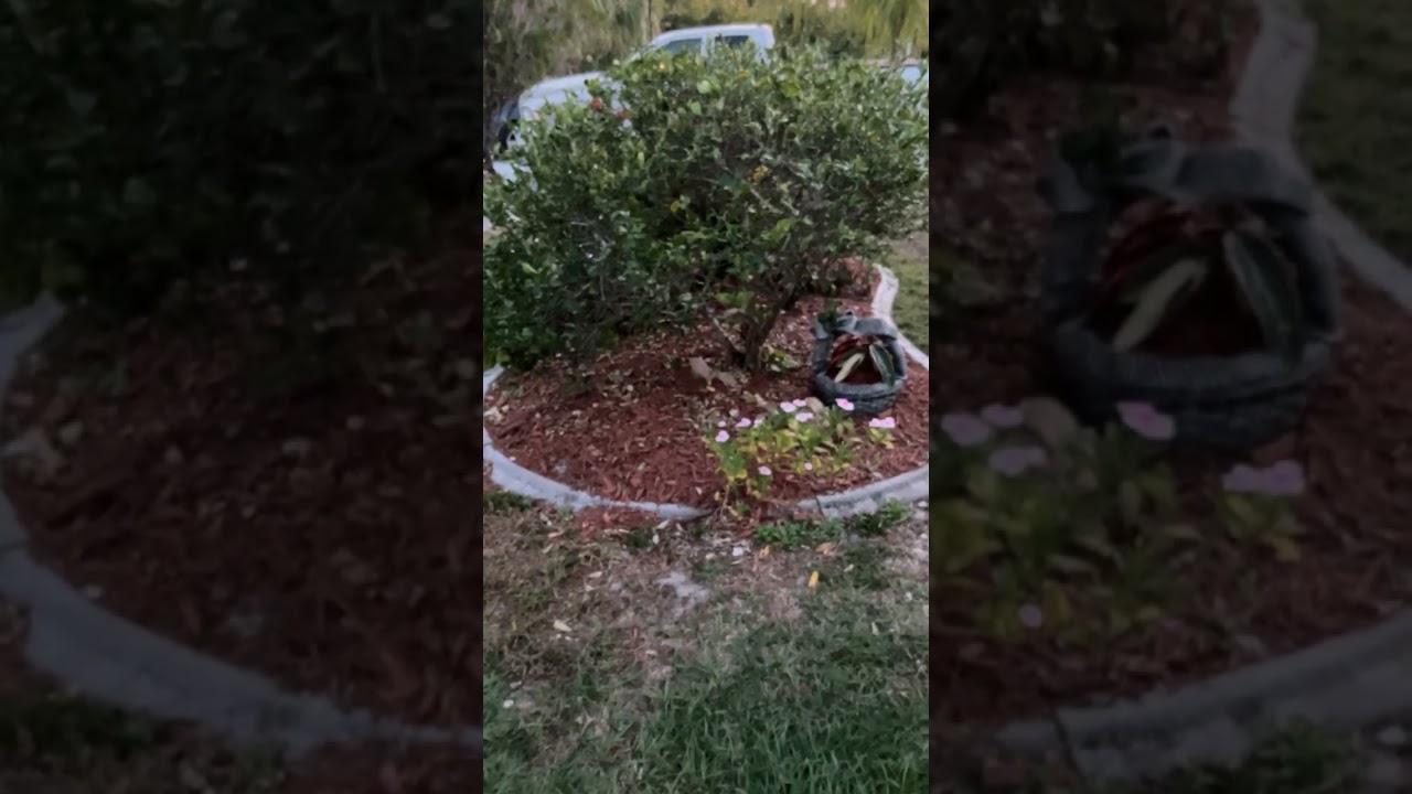Mango & Pomello tree trimming and garden update before big freeze in Southwest Florida. 
