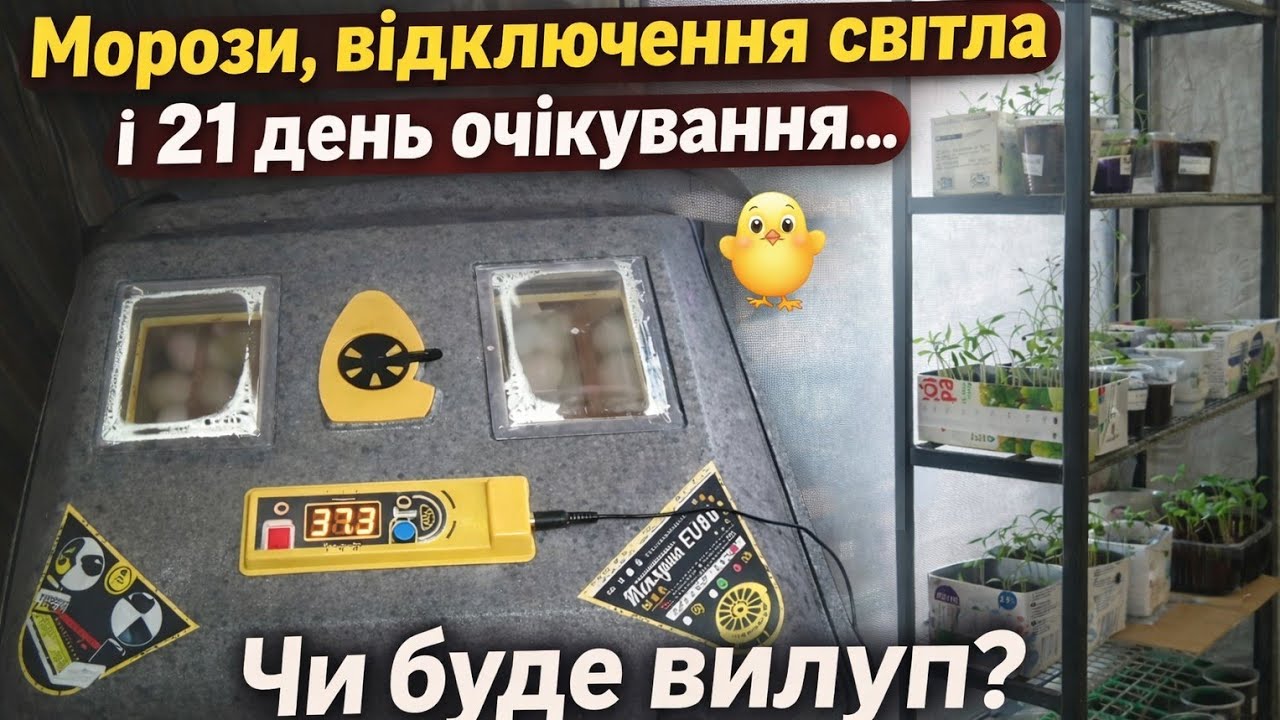 Чи вилупиться щось з мерзлих яєць?🥚🐣Новий інкубатор Теплуша.