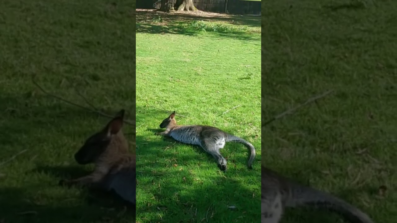 Kangourou le pal en France parc d'attraction et animalier
