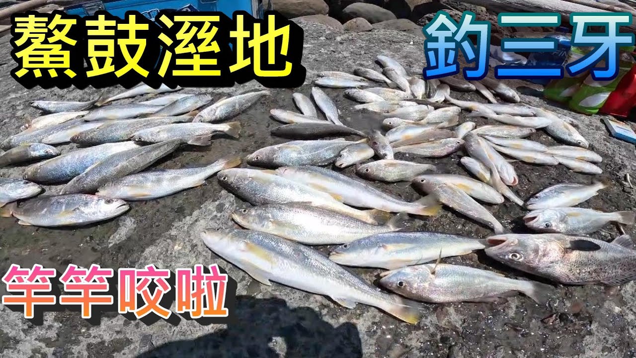 來去鰲鼓溼地釣三牙 最近三牙很咬喔 這種魚很好吃但季節很快就過了 要釣的人趕緊去釣
