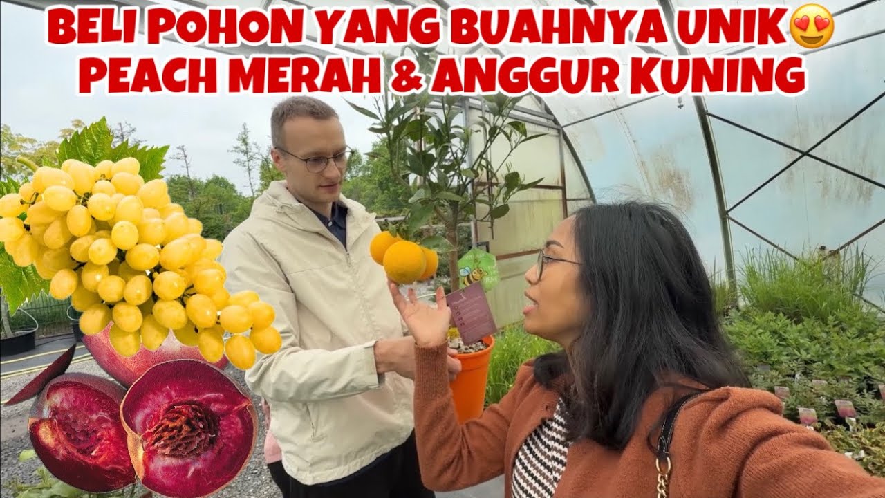 BELANJA POHON BUAH-BUAHAN BUAT DITANAM DI KEBUN