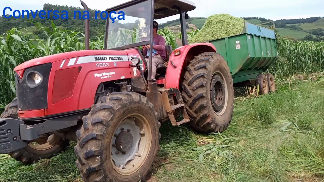 SILAGEM DE SORGO GIGANTE