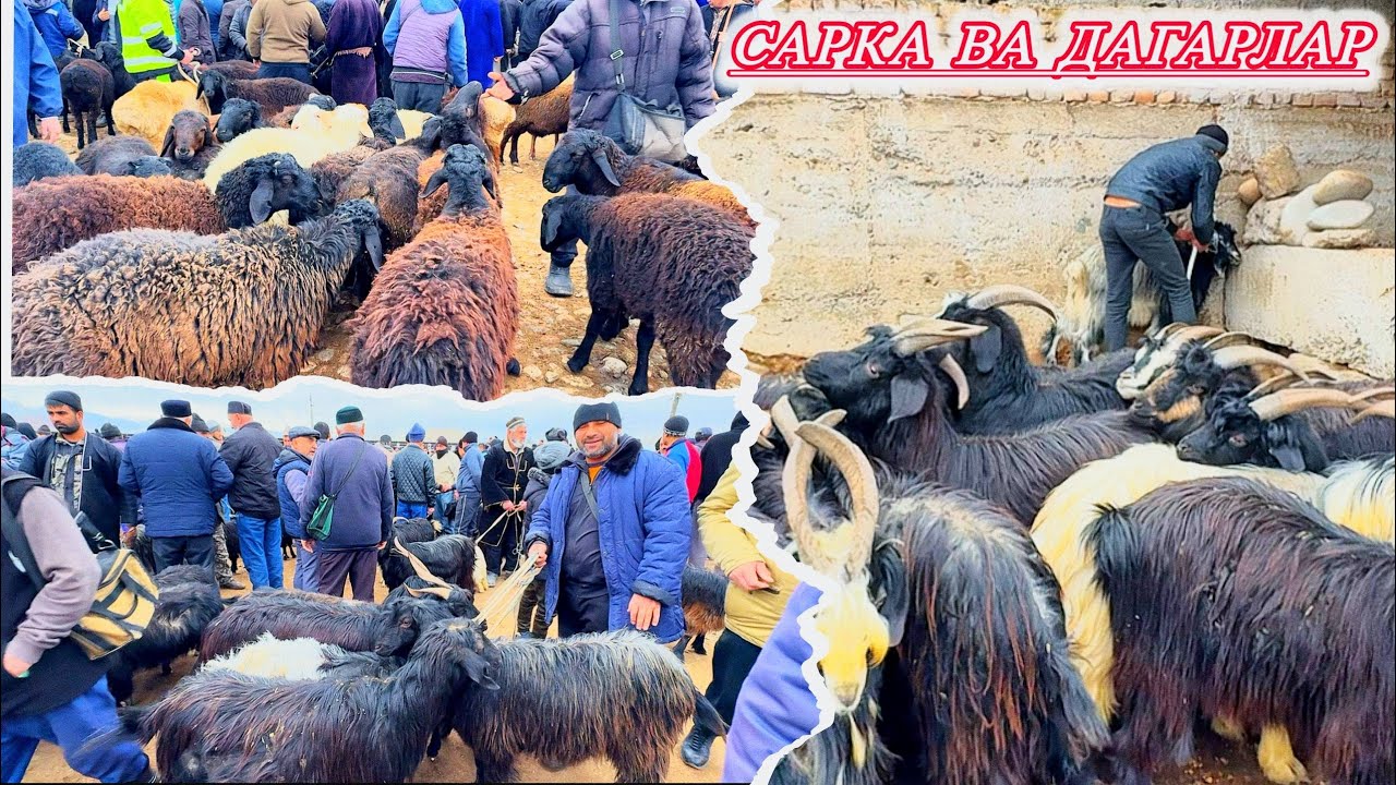  ЭГИЗ ТУҚҚАН ЭЧКИЛАР ТАКА САРКА ВА БОҚМА ҚЎЧҚОР НАРХЛАРИ