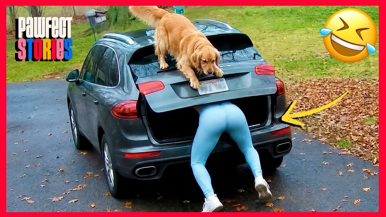 Funniest Animal Videos 2026 😂 When Animals Are at Their Funniest