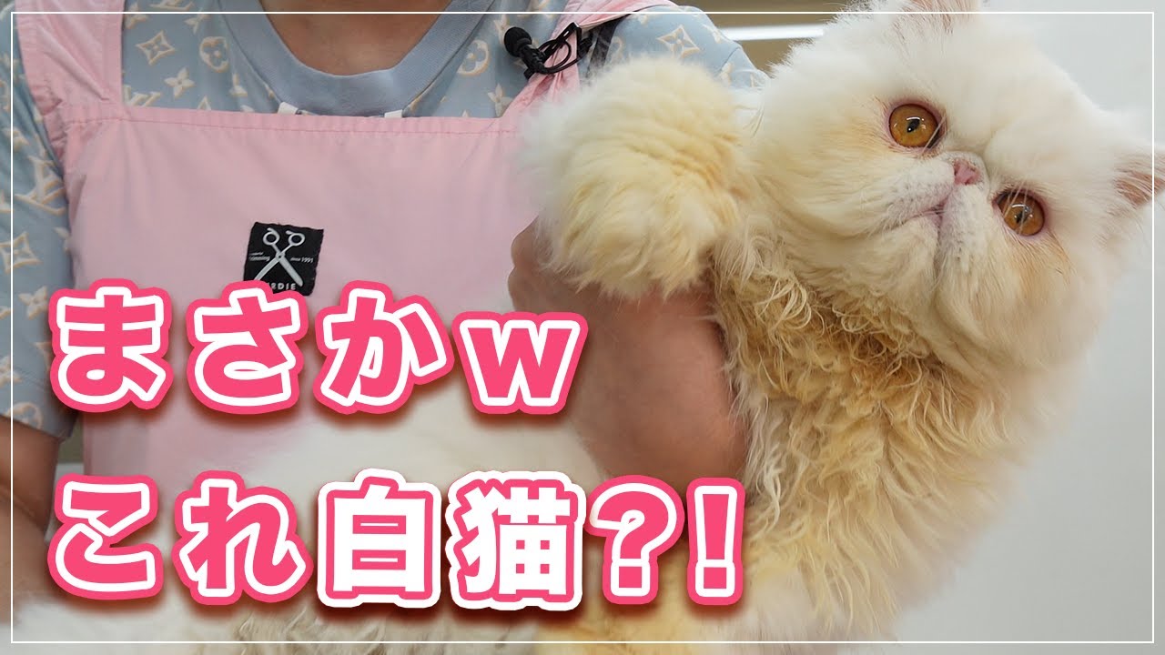 【ルルちゃん】まさか、これが白猫？！2週間前に洗ったのにこんなに汚すなんて【エキゾチックLH】