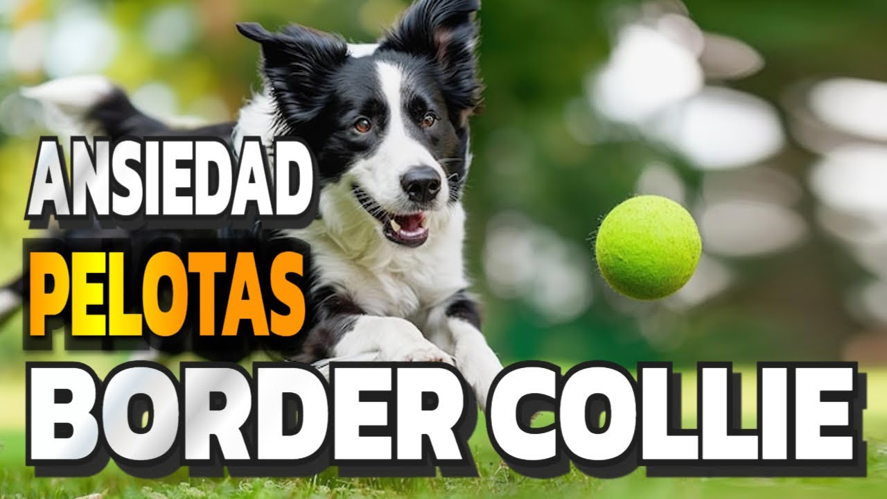 ¿Tu perro se obsesiona con la pelota? 7 ejercicios para recuperar el control (antes de que empeore)