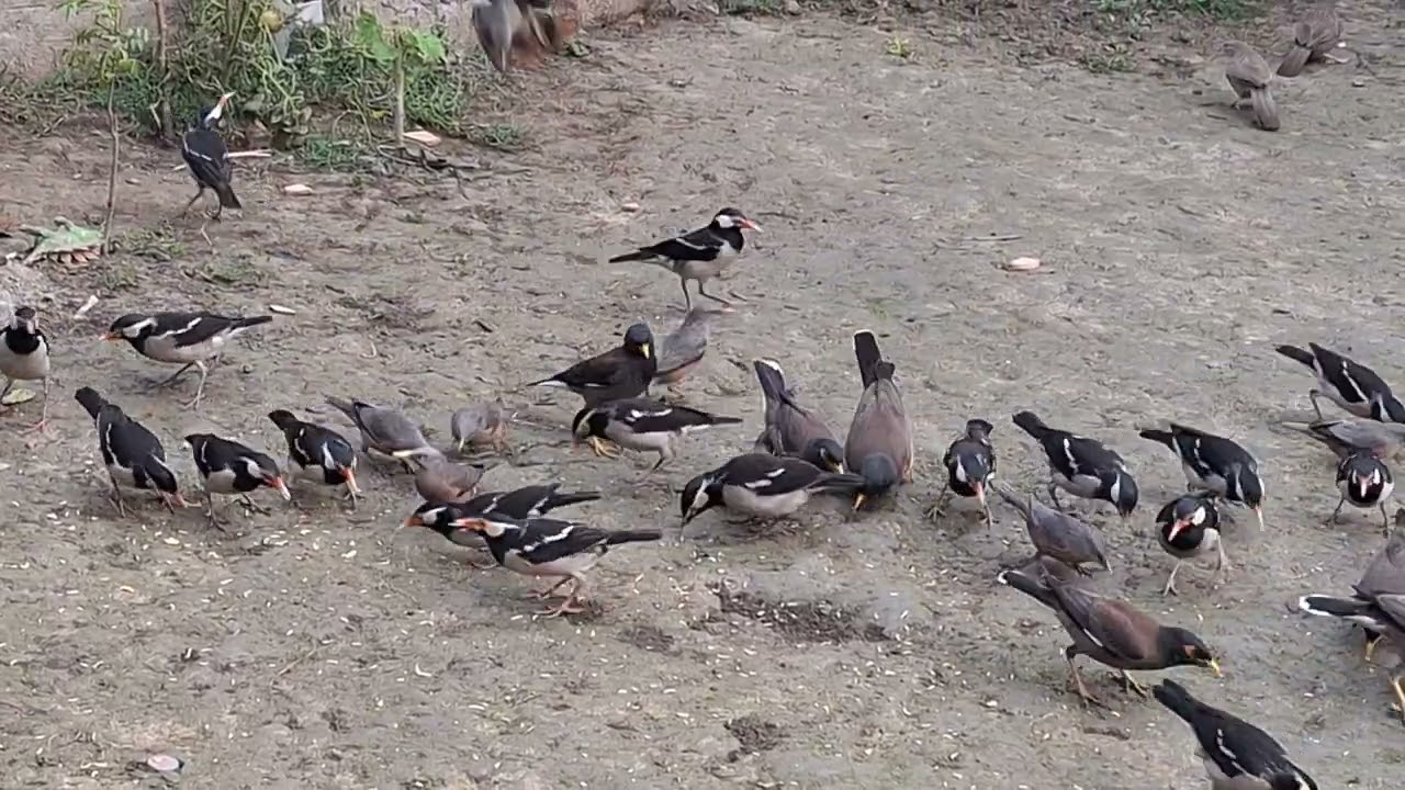কত সুন্দর করে পাখিগুলো খাচ্ছে