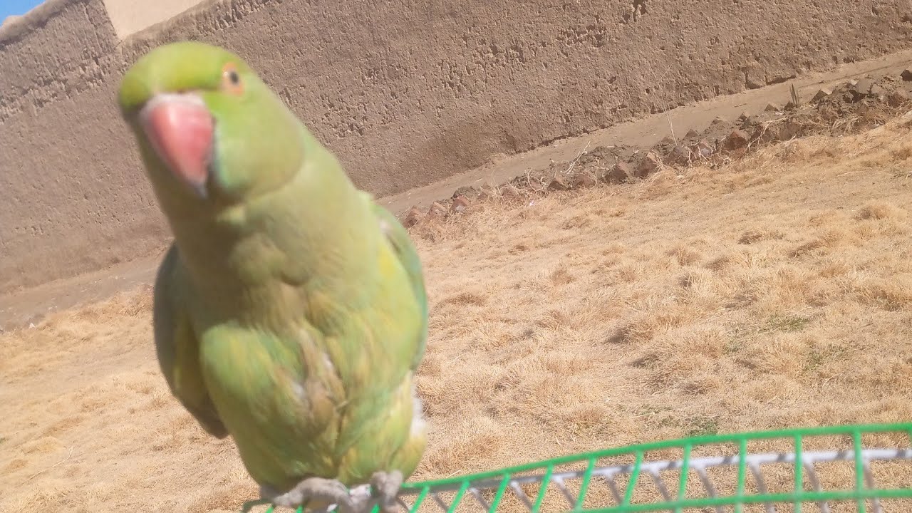 Parrot talking 🦜 Amazing parrot 