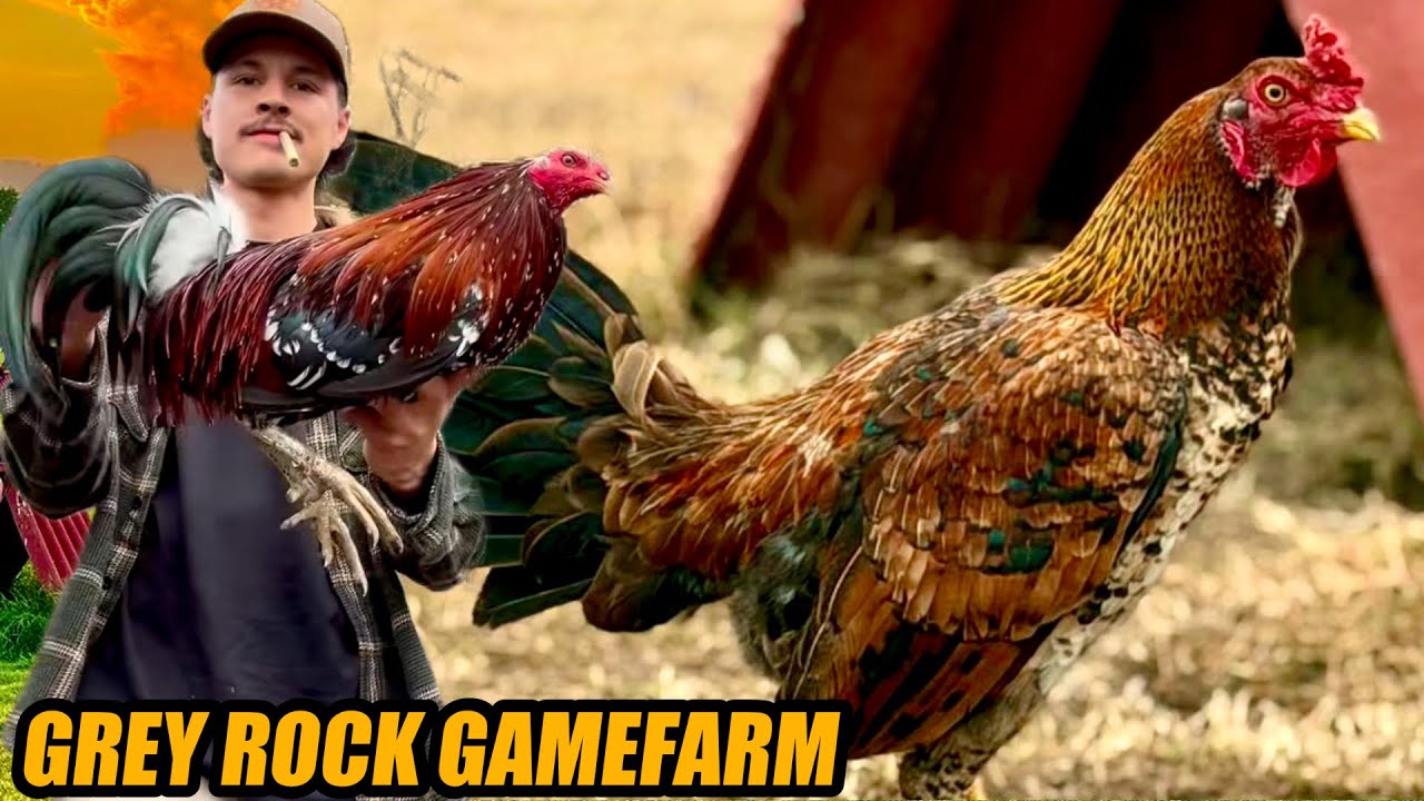 Hatch Hanny Beautiful And Spangled Hatch Monster | GREY ROCK GAMEFARM