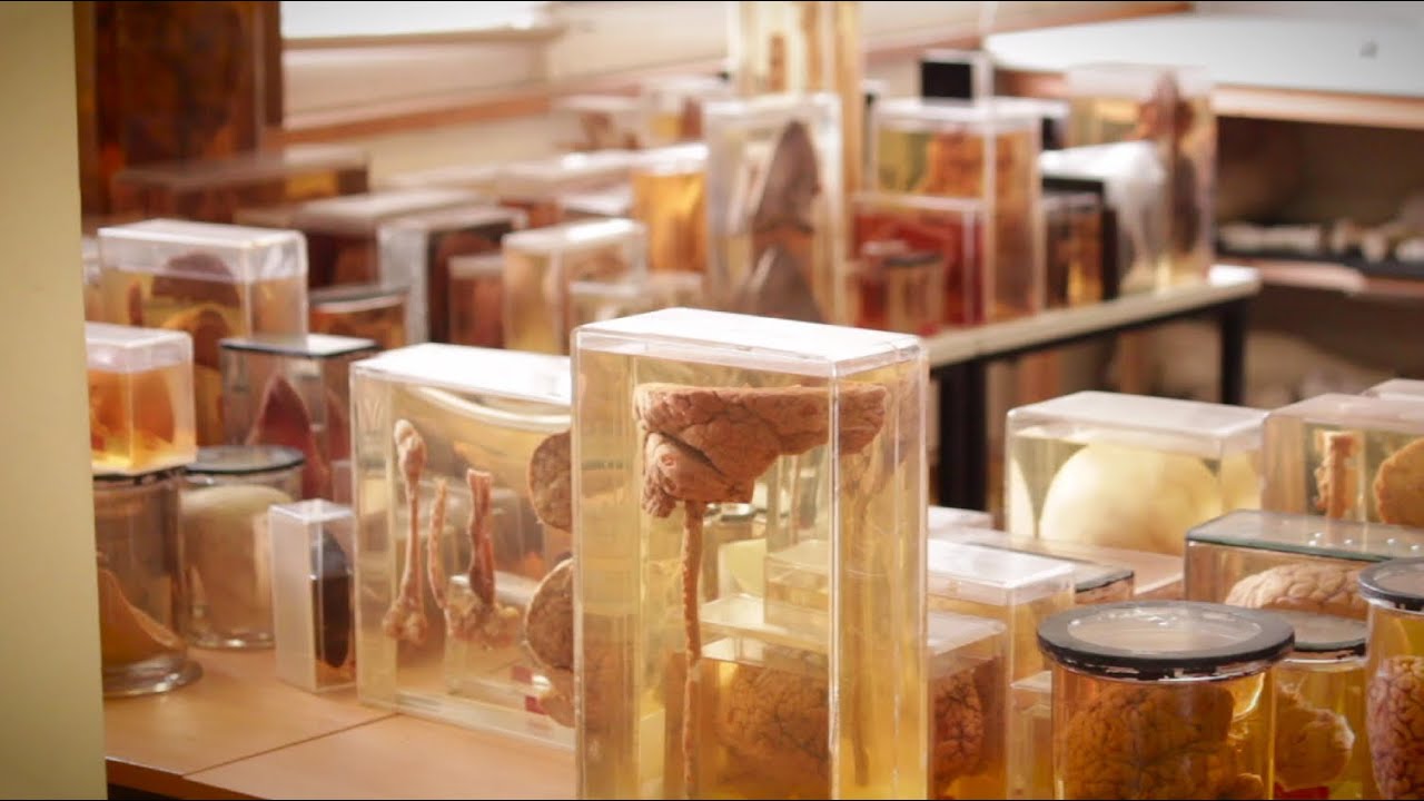 Body in pieces: saving medical collections (UCL)