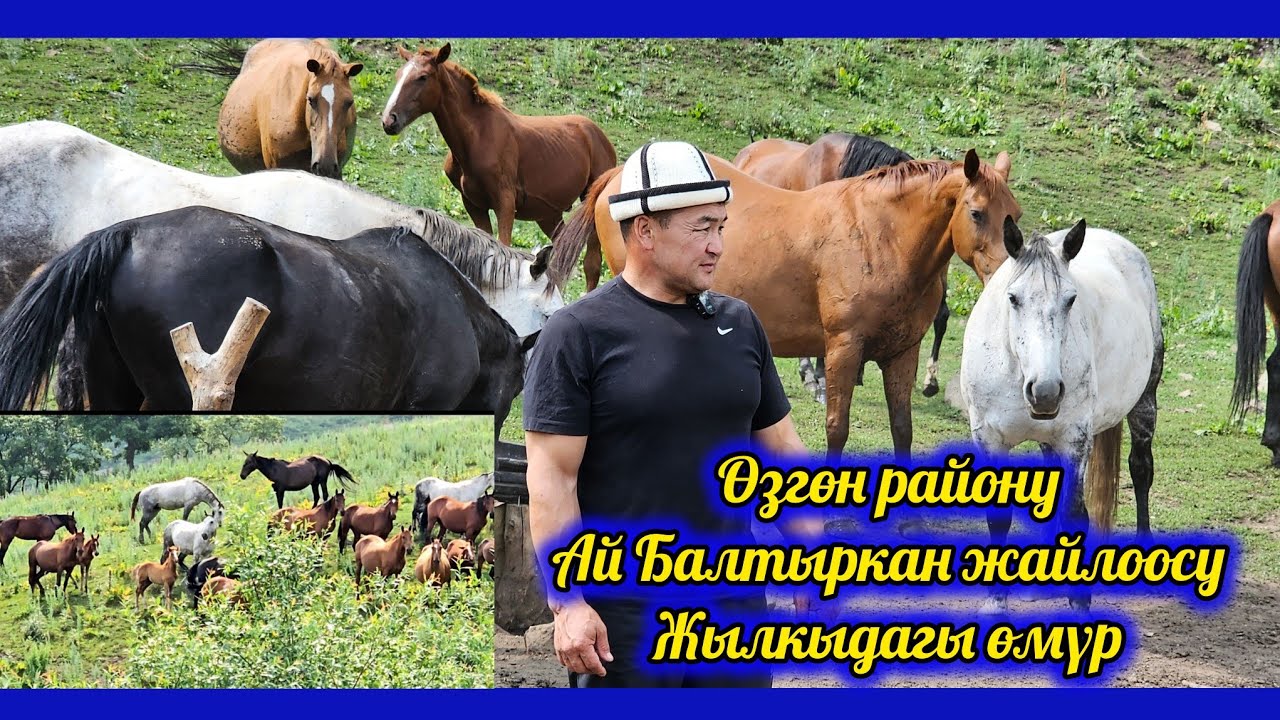 Байыш Ниязов: Жылкы чарба түптөө бала чактан берки кыялым эле 👆 он жылдан көп убакыт кетти.