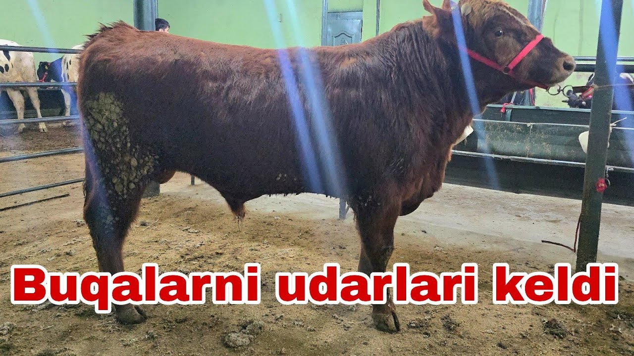 Xalq arzonchisi Shamshodbekdan yangi partiya buqalarni xilma-xillaridan topasiz.31января 2026 г.