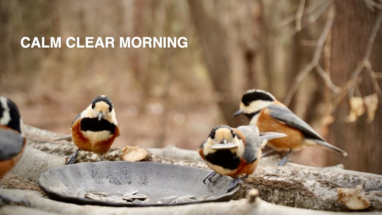 Clear Morning at the Bird Feeder | Started at 10 AM, 1.8°C / 35.2°F