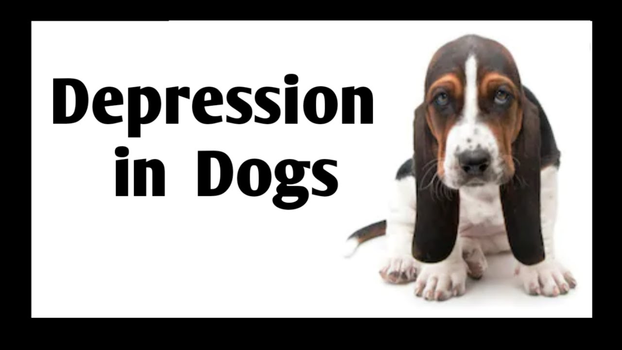Signs of Depression in Dogs