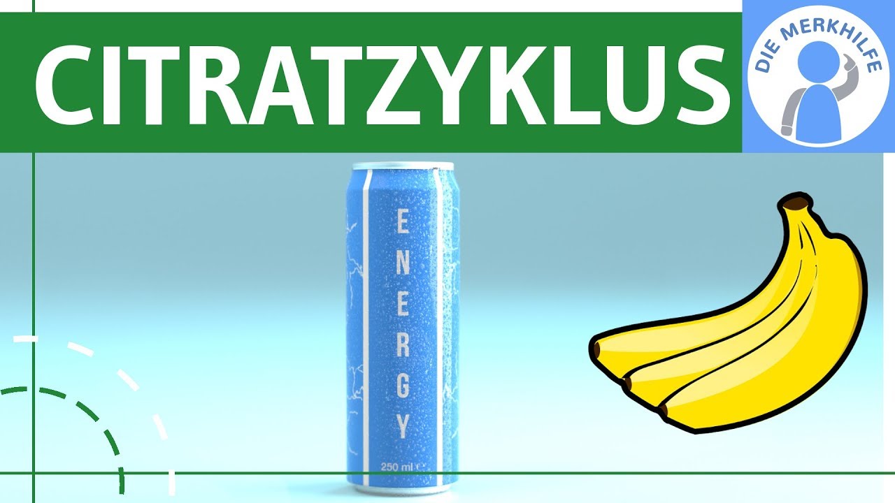 Citratzyklus einfach erklärt - Ablauf, Phasen, Eigenschaften & Beispiel - Zellatmung - Stoffwechsel