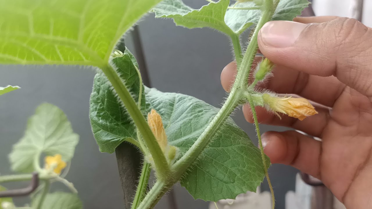 CARA MEMBEDAKAN BUNGA BETINA DAN JANTAN PADA TANAN MELON