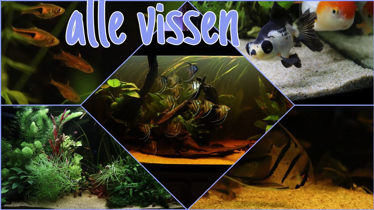 Al mijn vissen, een kijkje in alle aquaria //Nickey//