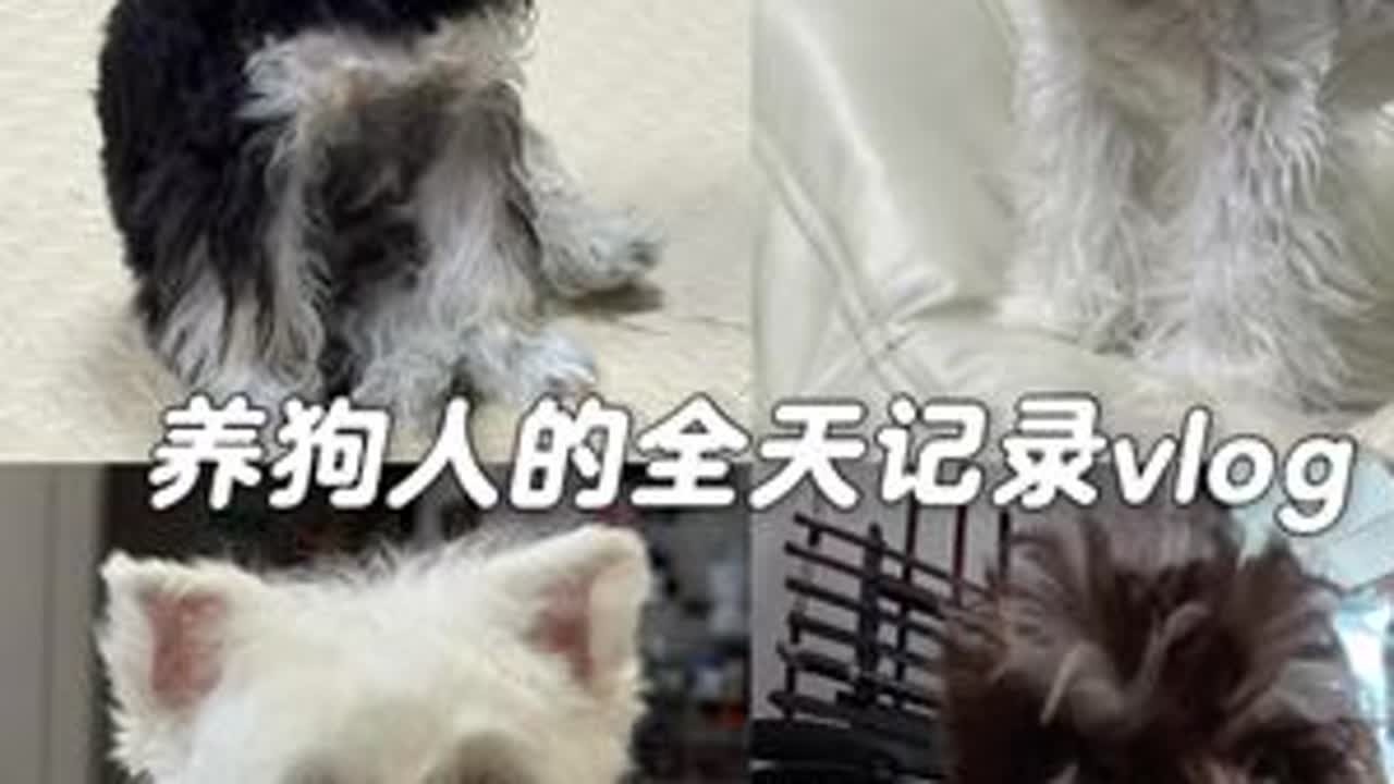 vlog.079 | 养宠人的全天记录，给糯米洗澡喽！不过看完勿喷哦！#vlog日常 #狗狗洗澡 #狗狗是人类最忠实的朋友 #萌宠出道计划 #十亿流量扶持计划