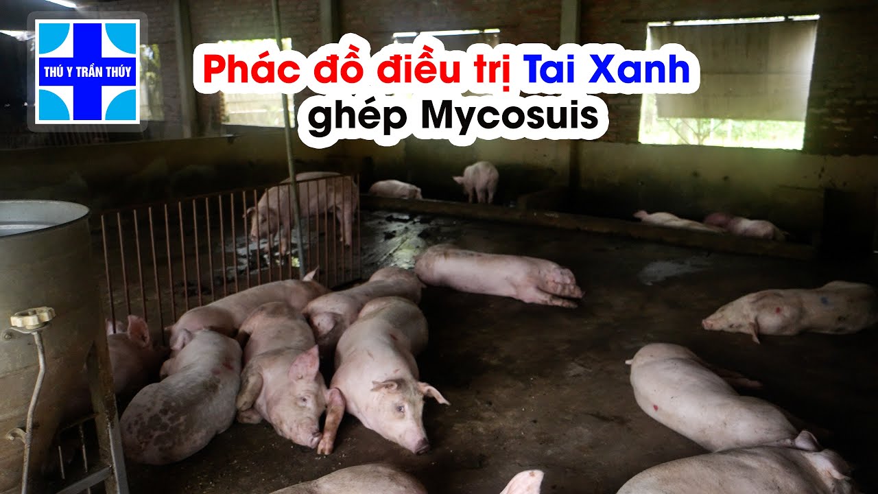 Phác đồ điều trị tai xanh ghép mycosuis