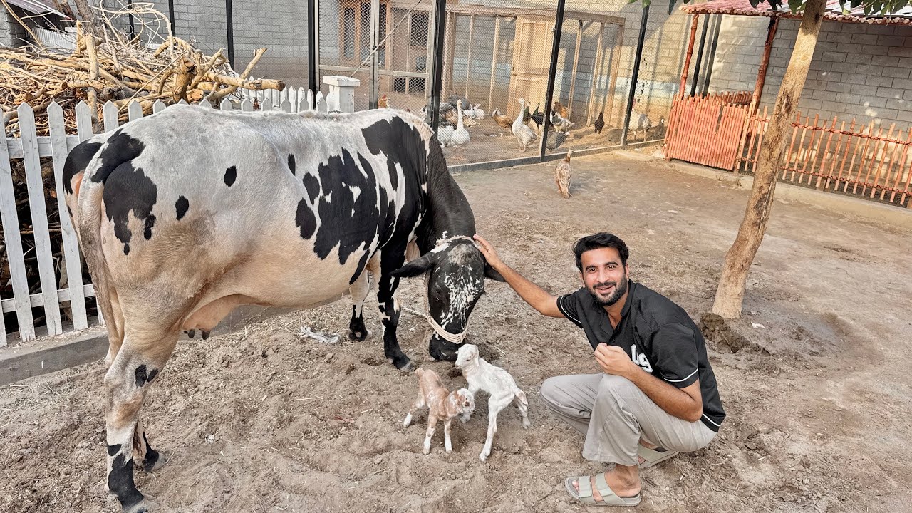 Gaaiya Ne Bakri K Bacho Ko Apna Bacha Samj Liya😍