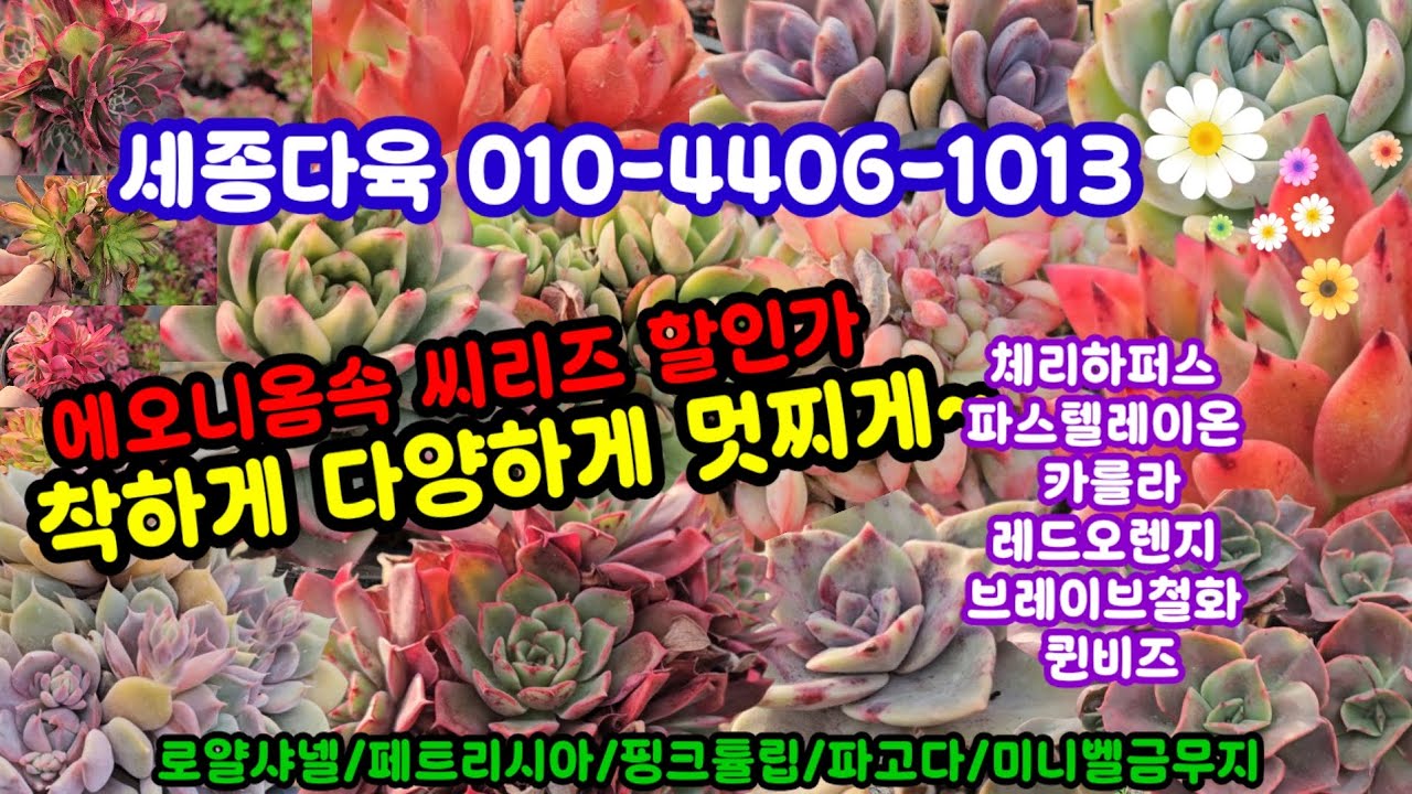 #다육이쇼핑 #세종다육 010-4406-1013 (26.1.21) 다양하게 최고로 예쁜 겨울 다육이 득템 하세요 🌸🎊❤️