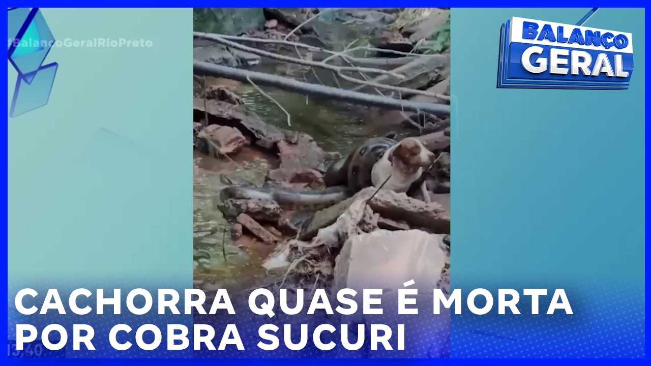 Cachorra quase é morta por cobra Sucuri
